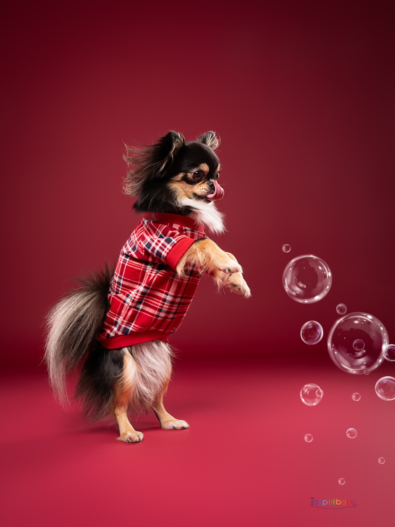 Photo animaux de compagnie en studio tours