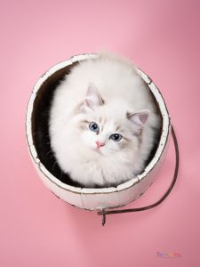 Chat ragdoll photographié en pose fun dans un sceau à Chambray-lès-Tours, portrait animalier