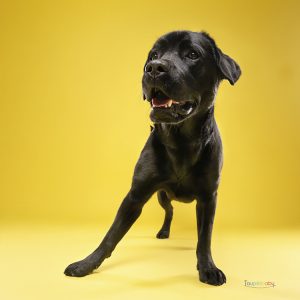 Labrador noir photographié en studio à Chambray-lès-Tours, séance portrait animalier