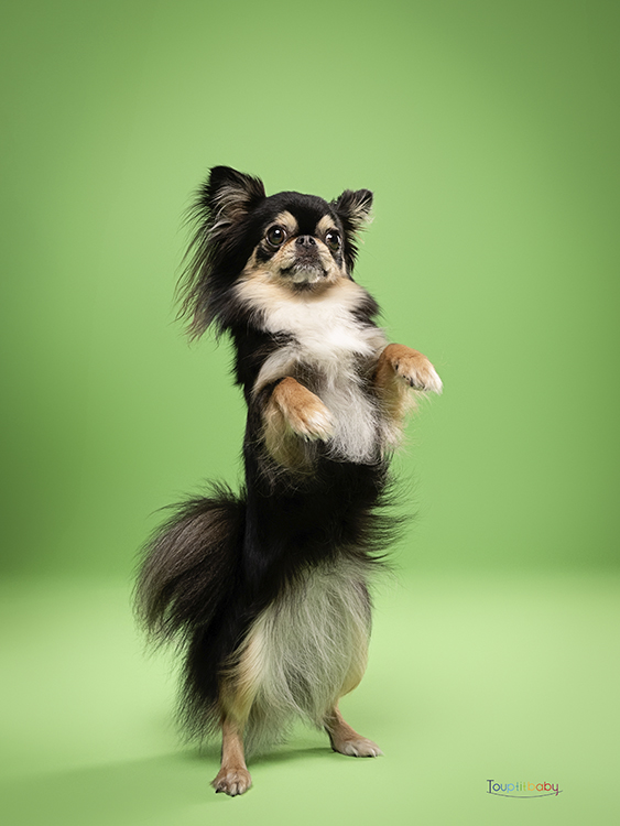 Chihuahua en studio à Tours lors d’une séance photo Happy Dog