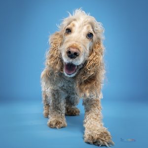 Cocker joueur devant un fond bleu en studio à Tours, séance photo chien