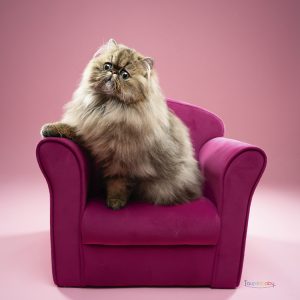 Chat persan photographié en pose sur un fauteuil rose à Chambray-lès-Tours, portrait animalier