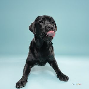 Labrador avec sa langue qui pend photographié en studio à Chambray-lès-Tours, séance portrait animalier