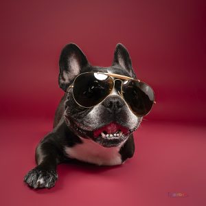 Bouledogue français avec des lunettes aviateur portrait HD à Tours, séance photo canine fun