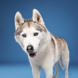 Husky à Tours, portrait coloré lors d’une séance photo en studio
